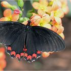 Parides Montezuma