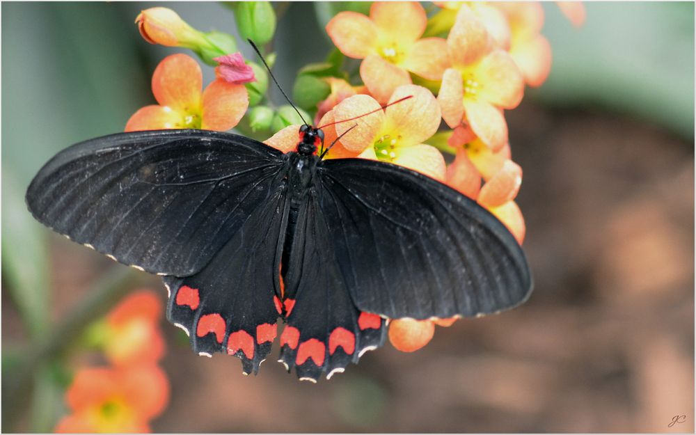 Parides Montezuma Foto & Bild tiere, zoo, wildpark & falknerei