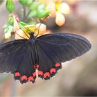 Parides Montezuma