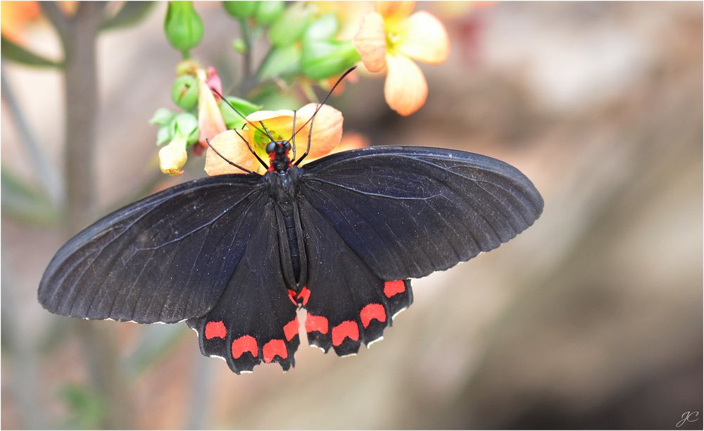 Parides Montezuma