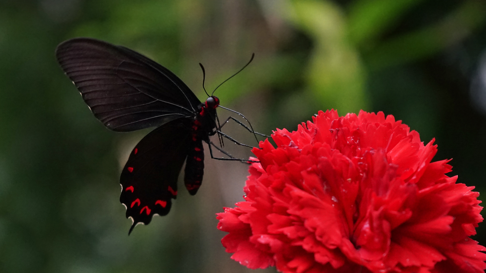 Parides Photinus 