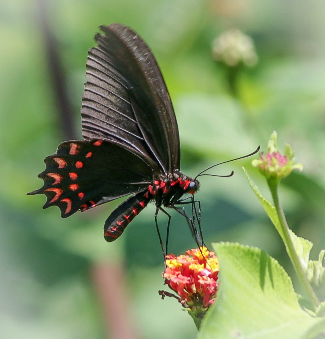 Parides photinus, Costa Rica