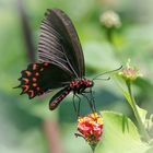 Parides photinus, Costa Rica