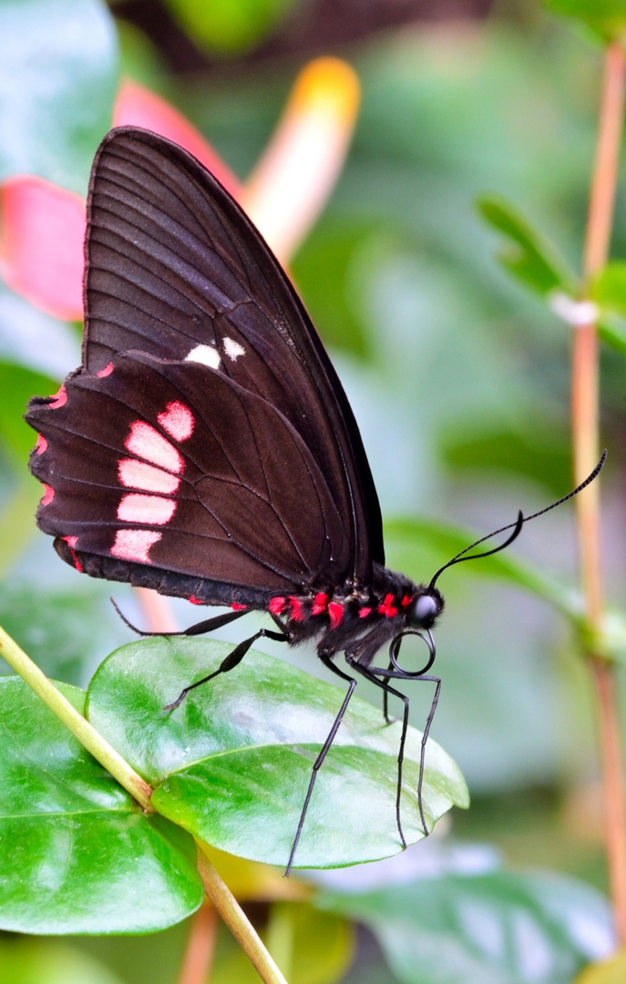 parides photinus