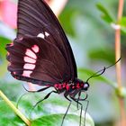 parides photinus