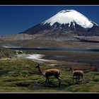 Parinacota