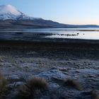 Parinacota am Lago Chungara