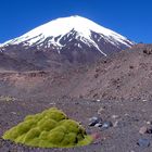 Parinacota im Aufstieg, Region I Arica, Chile