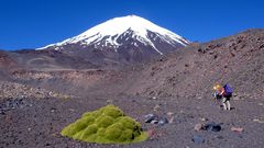 Parinacota im Aufstieg, Region I Arica, Chile