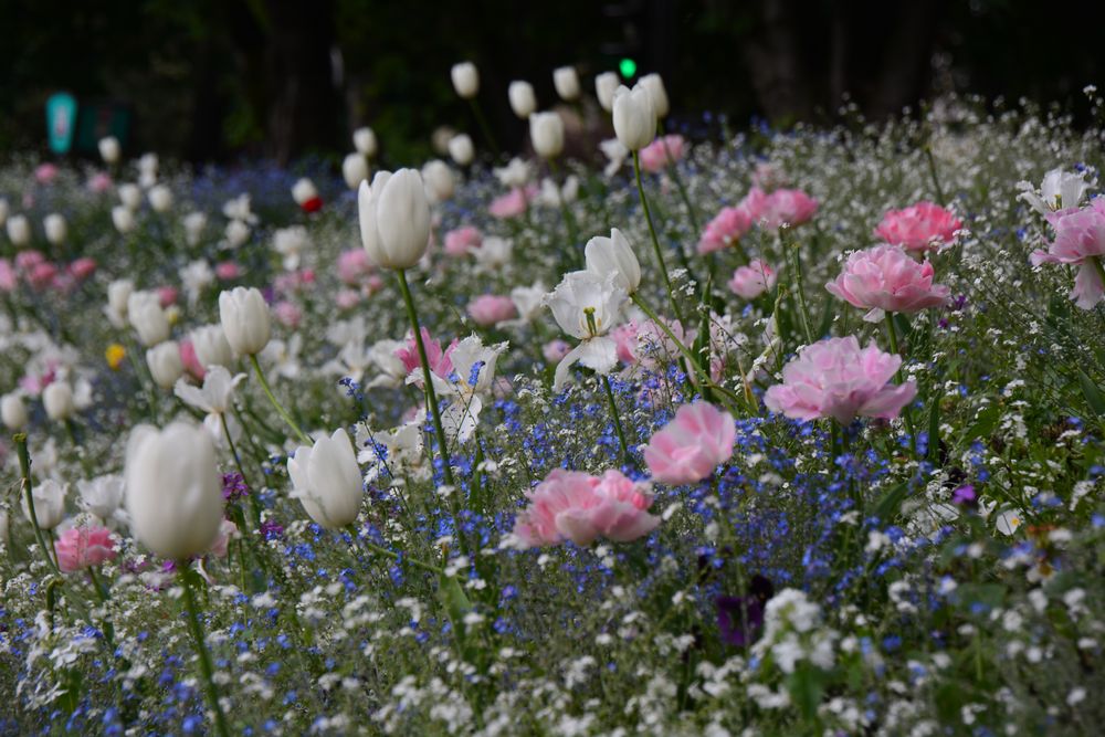 Paris, Blumenwiese