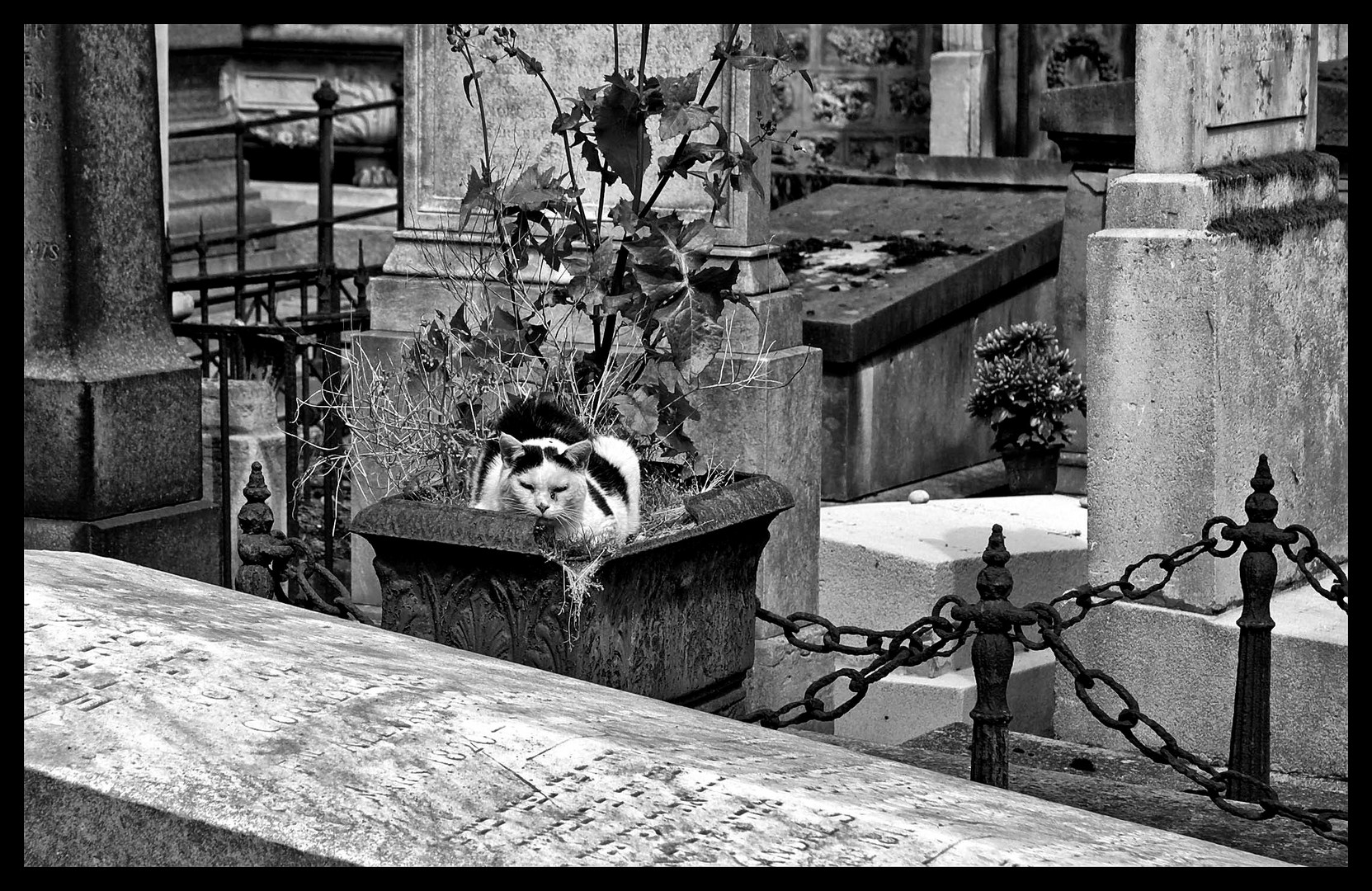 Paris - Cimetière de Montmartre