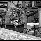 Paris - Cimetière de Montmartre