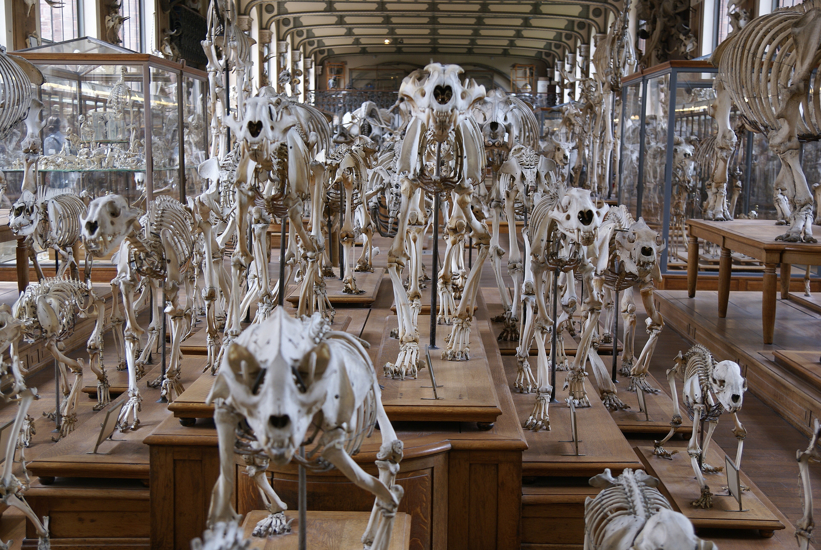 Paris - Galerie d' Anatomie