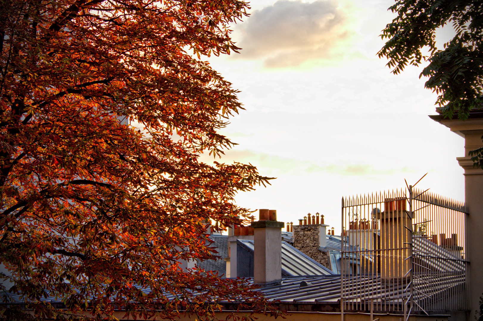 Paris - herbstlicher Baum