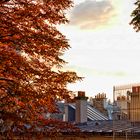 Paris - herbstlicher Baum