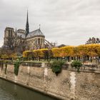 Paris - Île de la Cité - Pont de l'Archevêché - Notre Dame - 05