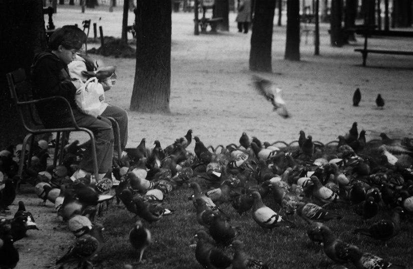 paris park pidgeons