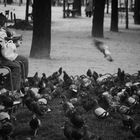 paris park pidgeons