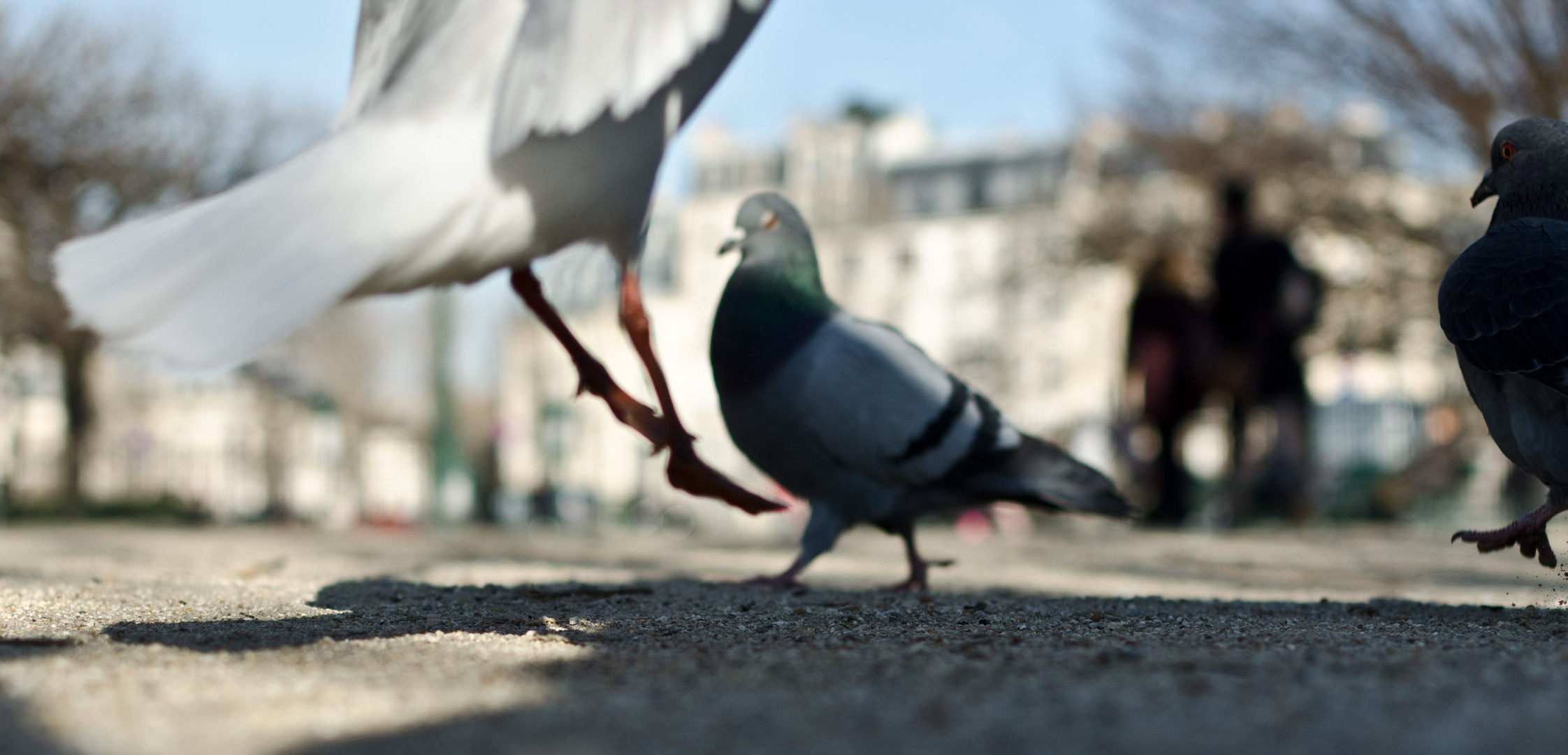 Paris pigeons