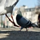 Paris pigeons