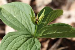 Paris quadrifolia (2012)