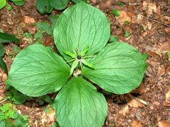 Paris quadrifolia