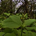 Paris quadrifolia