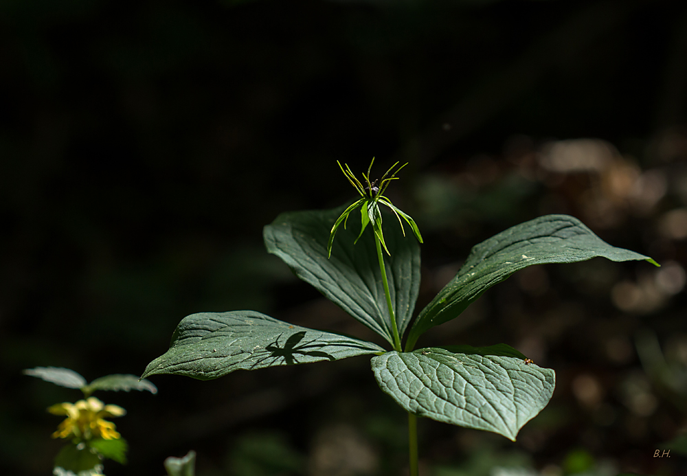 Paris quadrifolia - Einbeere