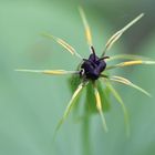 Paris quadrifolia, vierblättrige Einbeere