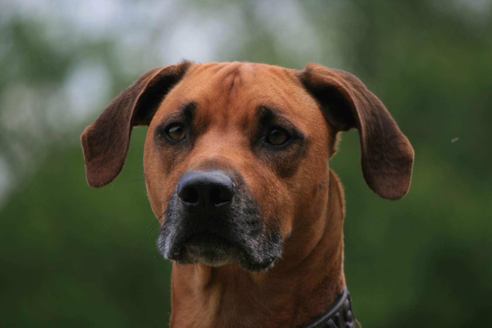 Paris ( Rhodesien Ridgeback )