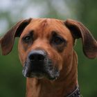 Paris ( Rhodesien Ridgeback )