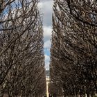 Paris sehnt den Frühling herbei