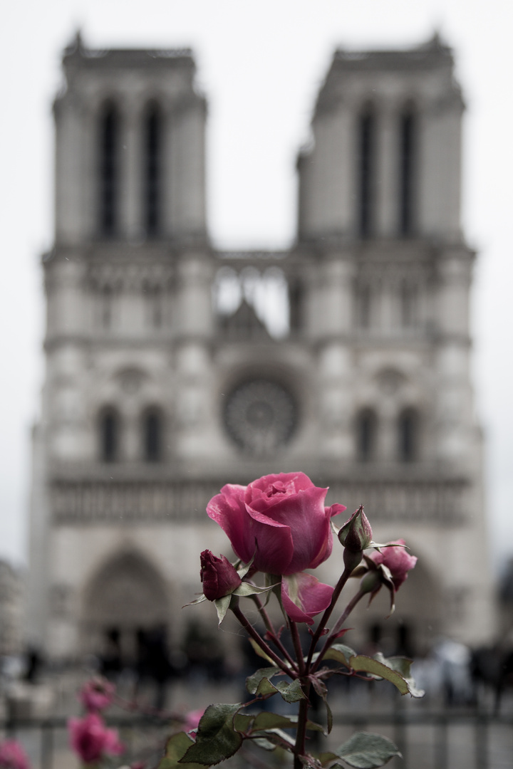 Paris V: Rose Notre-Dame