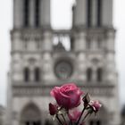 Paris V: Rose Notre-Dame