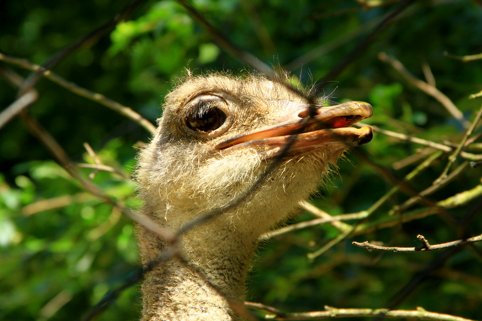 Pariser Vogelstrauß