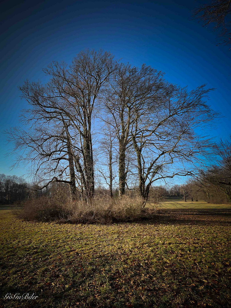 Park Bad Muskau