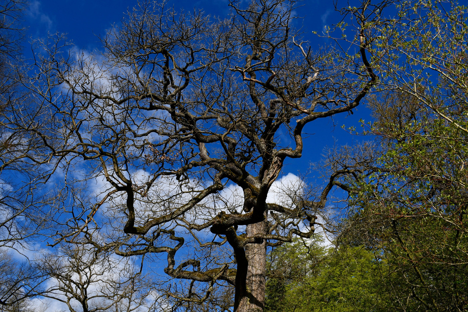 Park Belvedere-Eiche