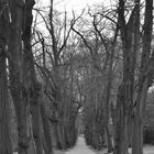 Park Belvedere, Weimar