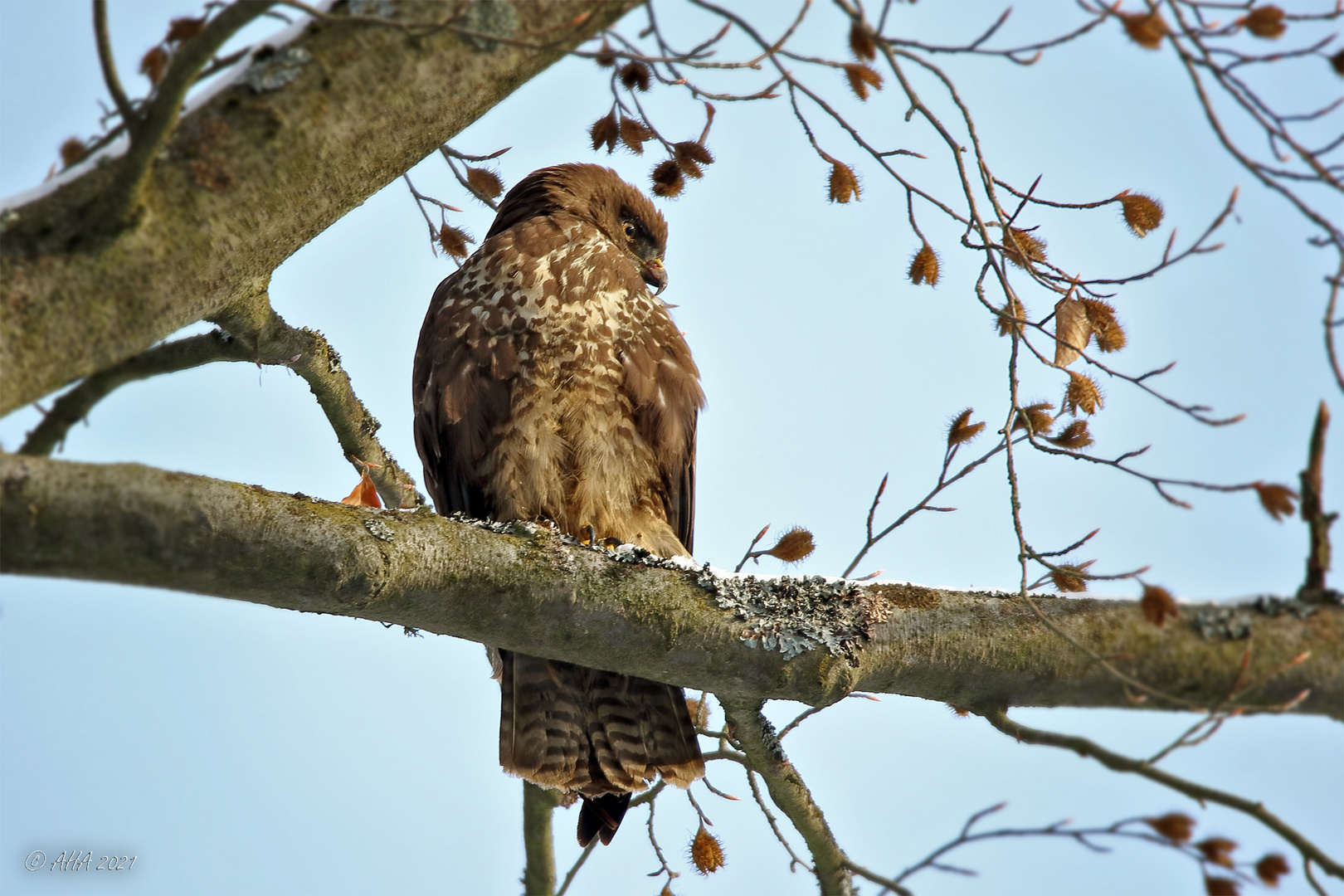 Park - Bussard