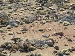 Park der Teide