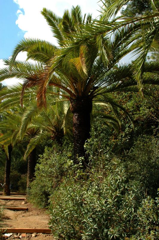 Park Guell2