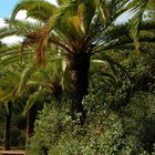 Park Guell2