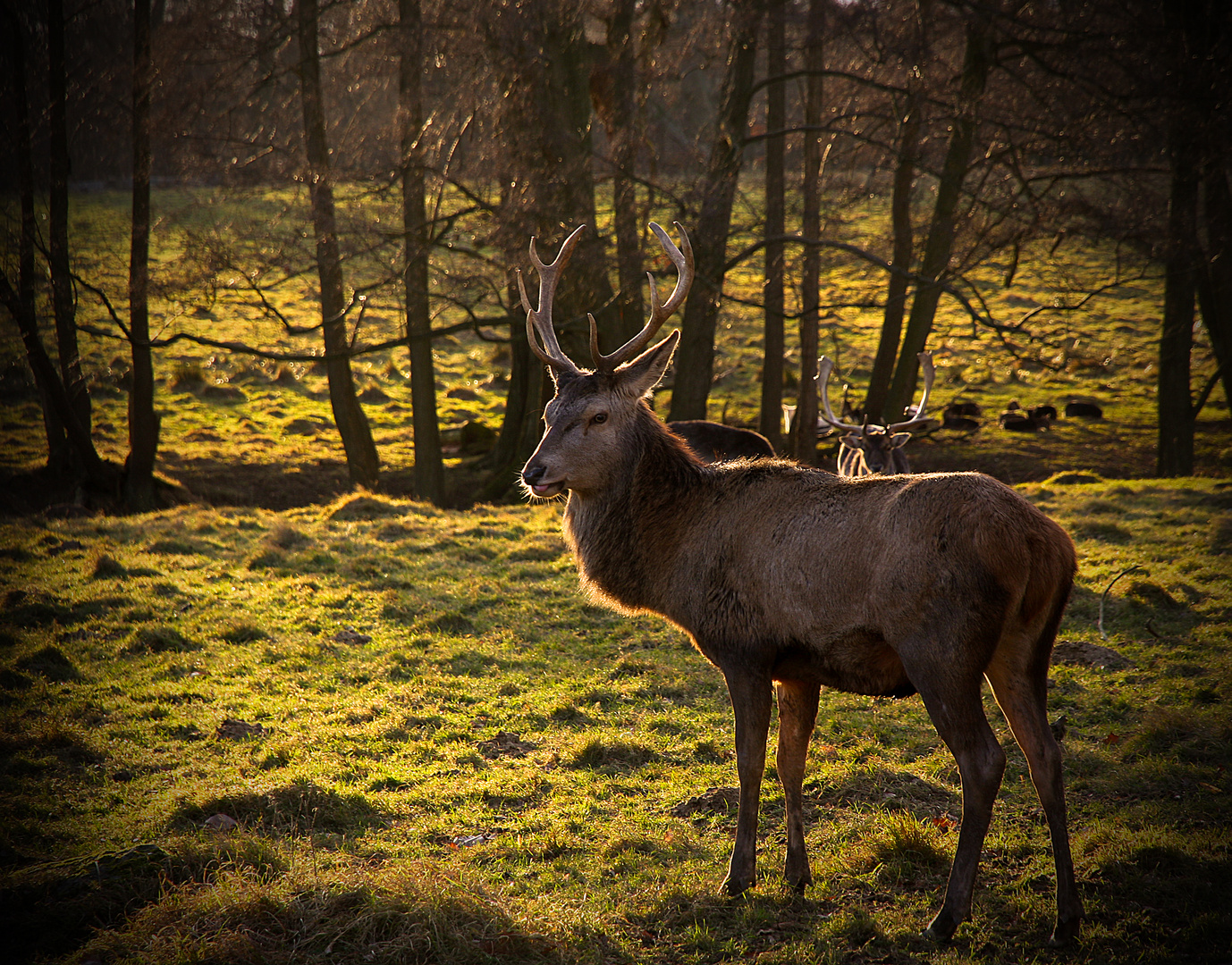 Park-Hirsch