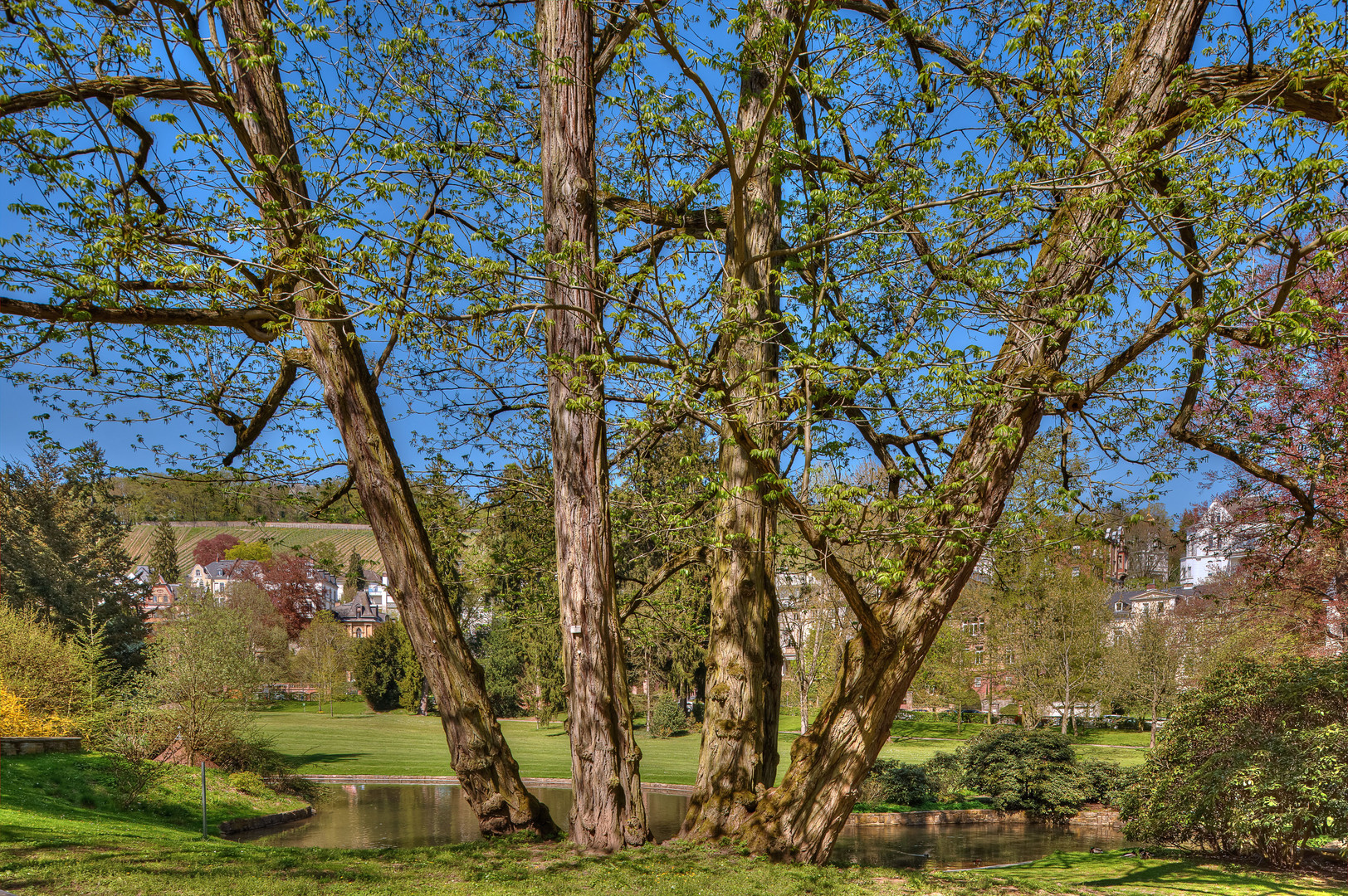 Park im Frühling, Wiesbaden