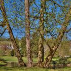 Park im Frühling, Wiesbaden