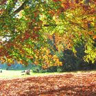 park im herbst