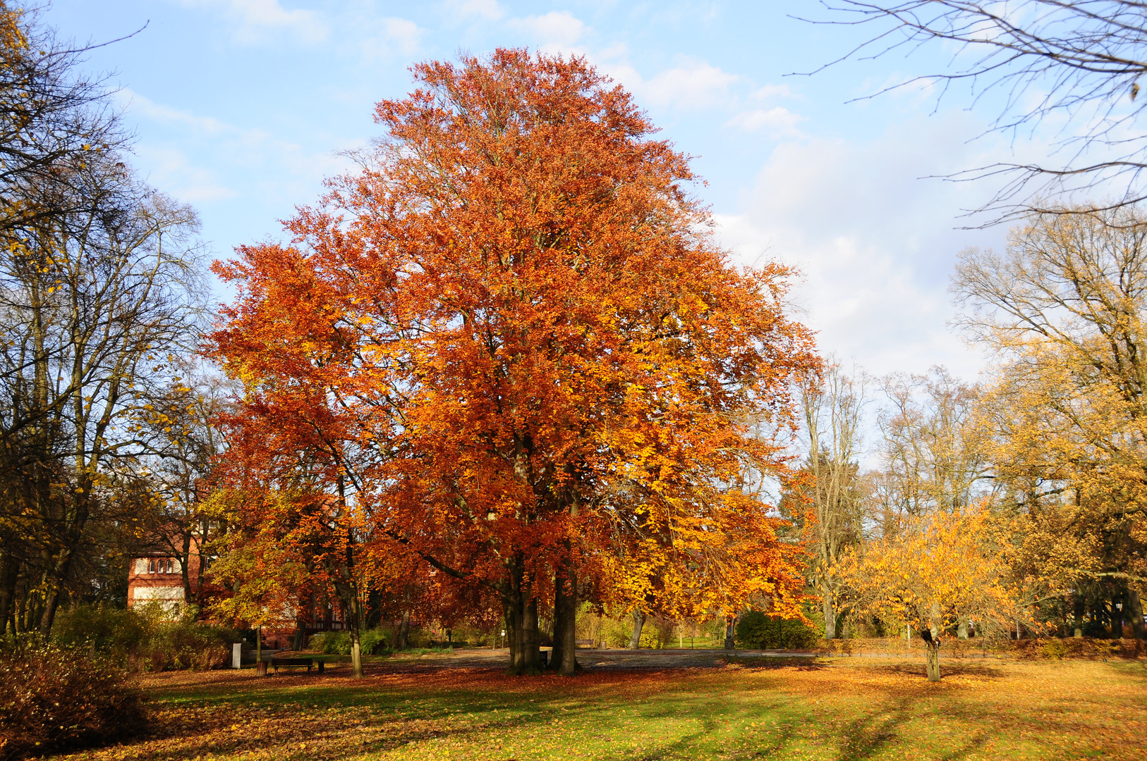 Park im November Nr.2