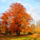 Park im November Nr.2