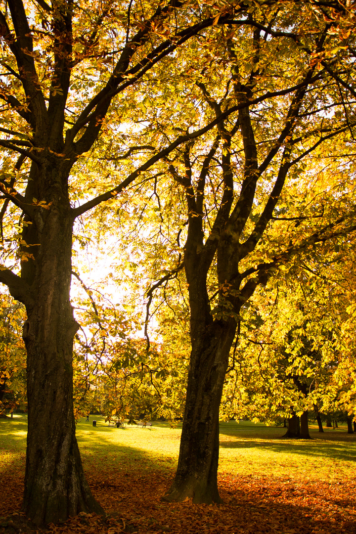 Park im Oktober