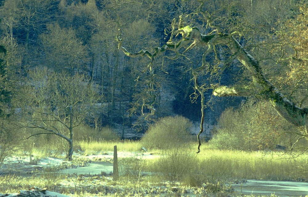 Park im Winter mit Eichenast